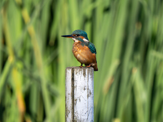 Kingfisher siting on a post fishing
