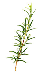 Rosemary Leaf Herbal is Spices Isolated over White Background, Fresh Rosemary Herb for cooking and medicine isolated on a white background