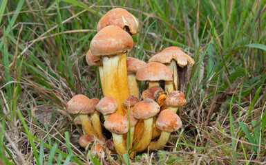 Fototapeta premium Group of Sulphur tuft mushrooms growing among grass