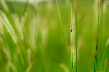 Lone Bug
