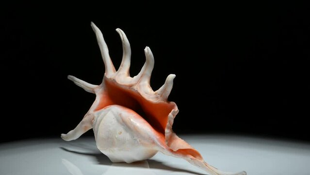 Orange Spider Conch (Lambis crocata crocata) shell rotating slowly against a black background.