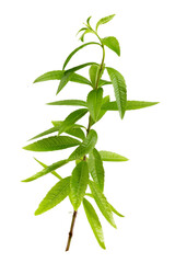 close-up of aromatic lemon verbena,scented herb for aromatic tea herbal medicine on white background