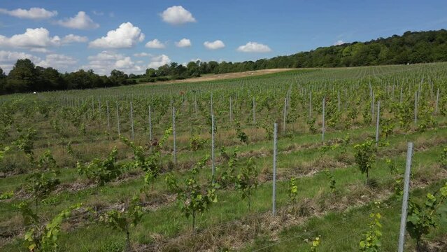 Low-level drone shot moving forward over rows of young immature vines in English vineyard near Albury Surrey UK on a sunny August day