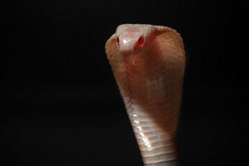 Fototapeta premium close up of standing albino javan spitting cobra, naja sputatrix, solid black background