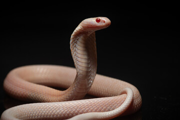 close up of standing albino javan spitting cobra, naja sputatrix, solid black background
