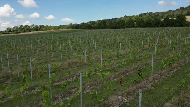 Low-level drone shot moving forward and rising up over rows of young immature vines in English vineyard near Albury Surrey UK on a sunny August day