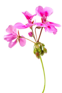 close up pink flowers of rose geranium isolated on a white background
