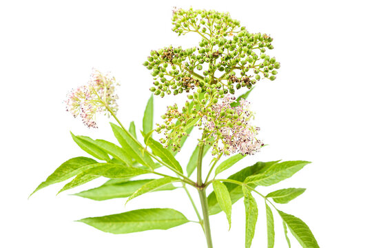Danewort isolated on white background, Sambucus ebulus