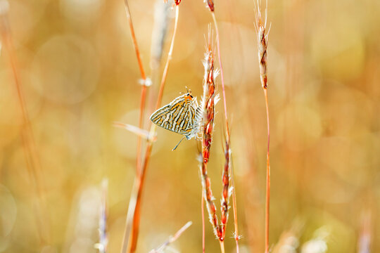 Upside Down Butterfly