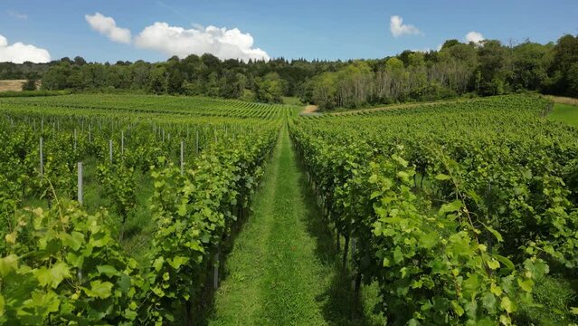 Low-level drone shot moving forward slowly over rows of vines in English vineyard near Albury Surrey UK on a sunny August day