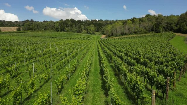 Drone shot moving backwards quickly over rows of vines in English vineyard near Albury Surrey UK on a sunny August day