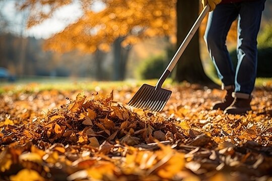 Man in his hands with a rake collects fallen autumn leaves in the park