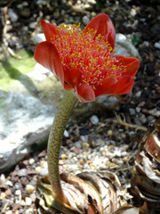 Haemanthus Coccineus flower known also as blood flower, blood lily, paintbrush lily. 