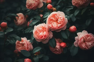 Deurstickers Beautiful rose bush on dark background. Moody flowers. Cursed, magic flower. Rosa Damascena or Damask rose. Romantic luxury background. Elegant love and passion concept © ratatosk