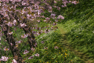 松前公園の桜満開
