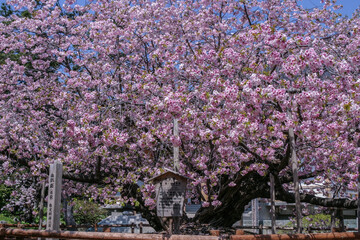 Obraz premium 松前公園の桜満開