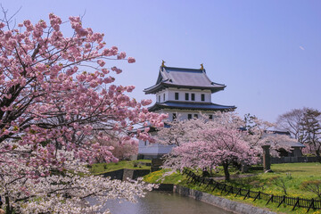 松前公園の桜満開