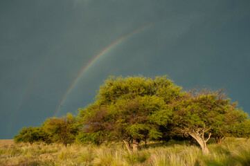 Calden forest landscape, Prosopis Caldenia plants, La Pampa province, Patagonia, Argentina.