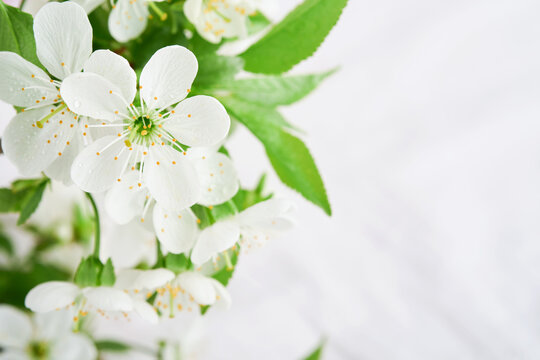 Blooming white apple or cherry blossom. Happy Passover background. Spring Easter background of macro cherry blossom tree branch. World environment day. Easter, Birthday, womens day holiday. Top view.