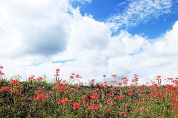 斜面に咲く赤色の彼岸花