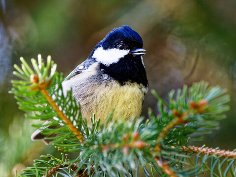 M&eacute;sange charbonni&egrave;re