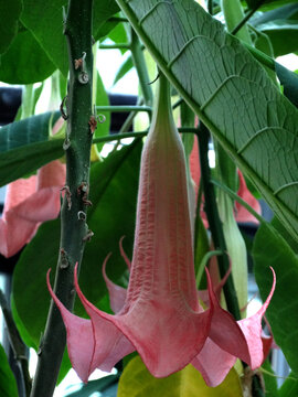 Brugmansia Candida also known as angel's trumpet.    