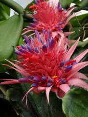 Aechmea Fasciata also known as silver vase plant or urn plant. 