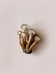 Mushrooms of honey mushrooms with a mycelium lie on a beige monochrome background. Copy space. Top view