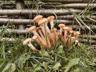 Honey mushrooms grow near a wicker wooden fence