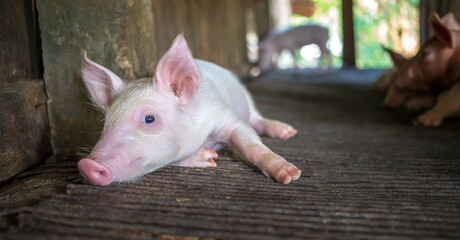 A portrait of a cute small piglet cute newborn flop on the pig farm with other piglets.Pig Breeding farm in swine business in tidy and  indoor © NARONG