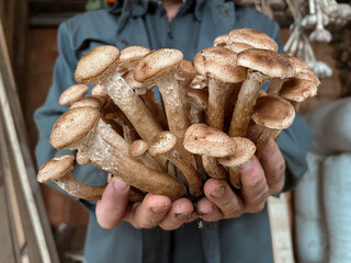 Men's hands hold and stretch fresh mushrooms into the camera. Mushroom season