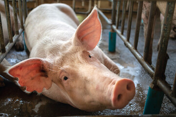 Portrait of cute breeder pig with dirty snout, Close-up of Pig in stable, Pig Breeding farm in swine business in tidy and  indoor © NARONG
