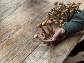 A man's hand holds the collected mushrooms over a wooden table
