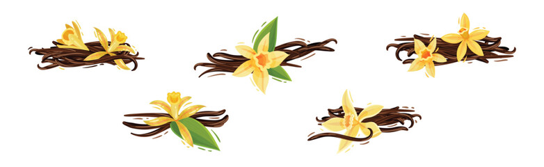 Beautiful Yellow Vanilla Flower and Dry Sticks Vector Set