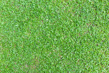 Fototapeta premium Green grass texture background, Abstract green lawn background with morning sunlight.the soccer field and golf course concept
