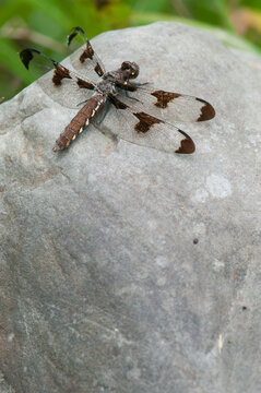 Twelve-Spotted Skimmer dragonfly perched on a rock