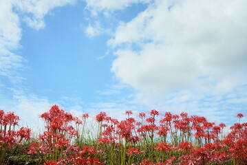清々しい秋空に咲く彼岸花