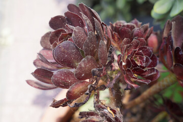 Beautiful Sempervivum plant close-up. Red succulent plant