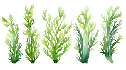 Watercolor set of seaweed isolated on white background