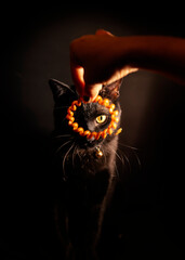 playing with Elegant black cat with yellow hair ties. Heartwarming relationships between people and their beloved pets. 