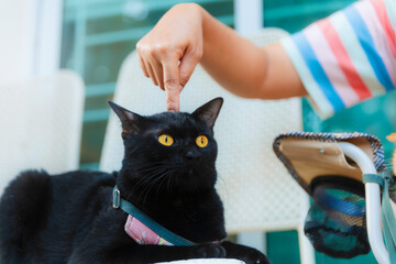 women playing with black cats by pointing the index finger.