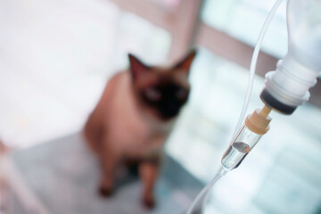 Siamese cat and intravenous saline injection                           