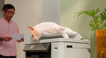 Cats sleeping on a multifunction laser printer in the home office. and office worker in behind....