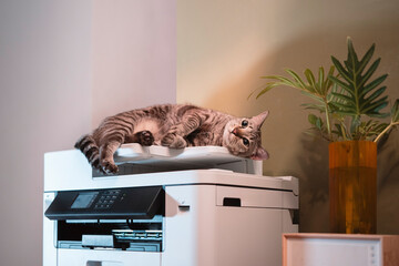 Tabby Cats lying on a multifunction laser printer in home-office documents or paperwork. Secretary...