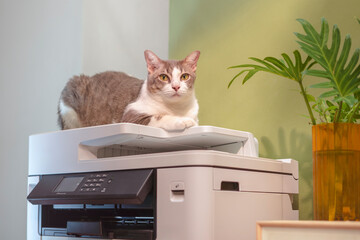 Tabby Cats sitting on a multifunction laser printer in home-office documents or paperwork....