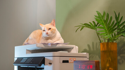 Cats sitting on a multifunction laser printer in home-office documents or paperwork. Secretary...