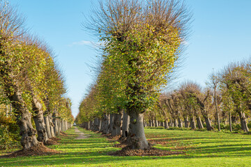 Historische Lindenallee in Seestermühe in Schleswig-Holstein