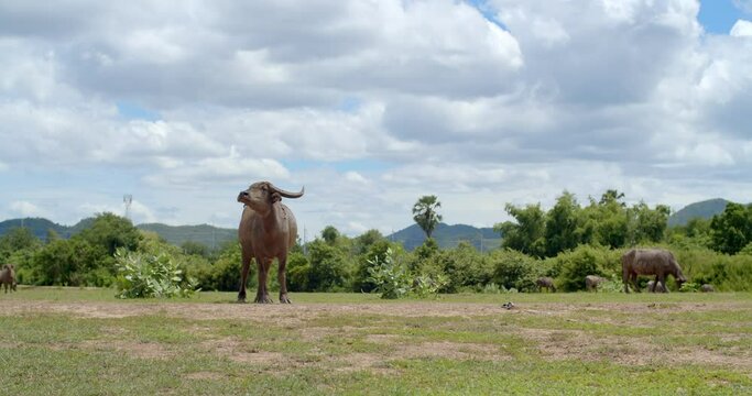Baby Buffalo Spring