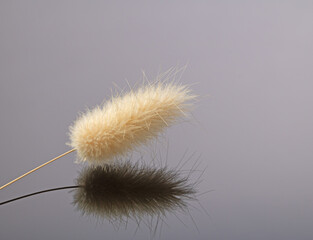 A single dried flower of a tail grass plant is beautifully reflected in a black mirror background