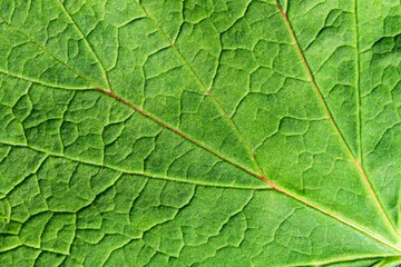 Green leaf texture. Natural enviroment vibrant background. Plant macro veins pattern. Backlight texture. Nature background. Closeup details of a leaf.